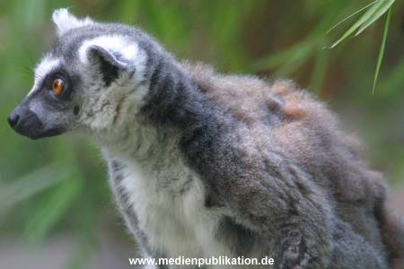 hagenbeck 05 03 057