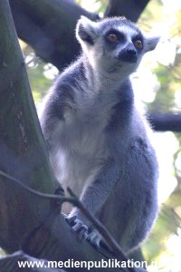 hagenbeck 05 03 058