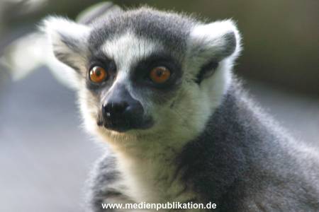 hagenbeck 05 03 059