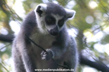 hagenbeck 05 03 060