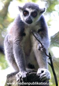hagenbeck 05 03 061