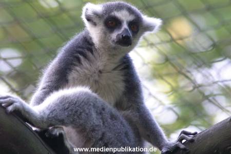 hagenbeck 05 03 062