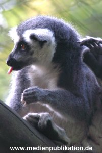 hagenbeck 05 03 063