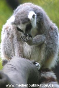 hagenbeck 05 03 064