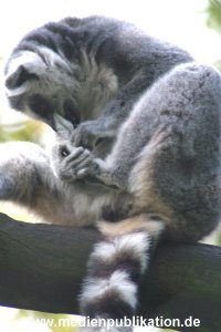 hagenbeck 05 03 065