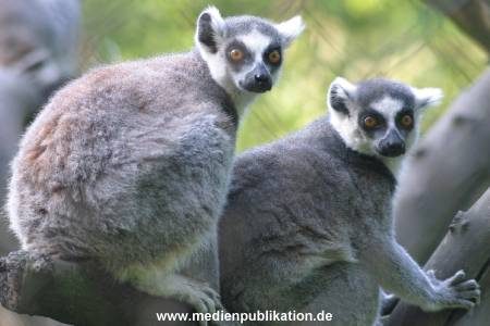 hagenbeck 05 03 066