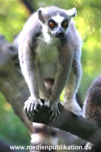 hagenbeck 05 03 067