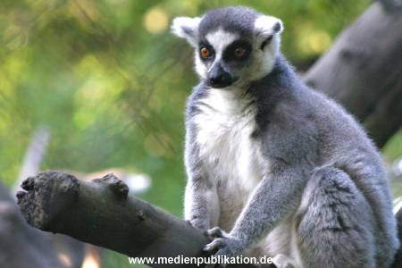 hagenbeck 05 03 068