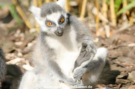 hagenbeck 20032005 002