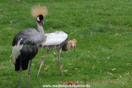 Hagenbeck 01082015 054