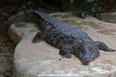 Hagenbeck 042010 021