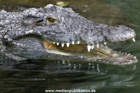 Hagenbeck 24072010 014