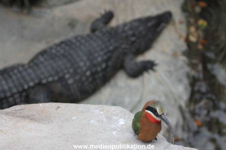 Hagenbeck 29112010 050