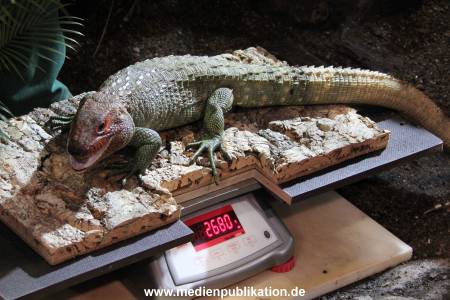 Hagenbeck Inventur 12012018 007