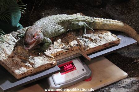 Hagenbeck Inventur 12012018 009
