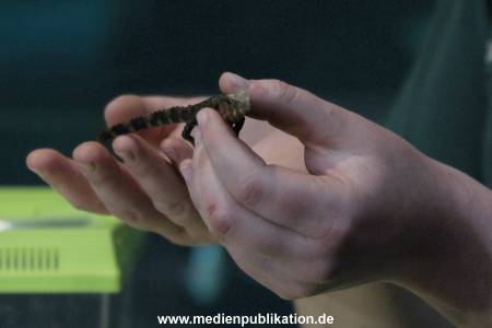 Hagenbeck Inventur 12012018 012