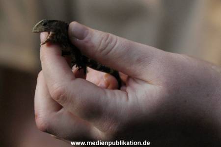 Hagenbeck Inventur 12012018 013