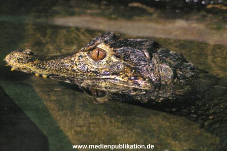 hagenbeck 05 03 048