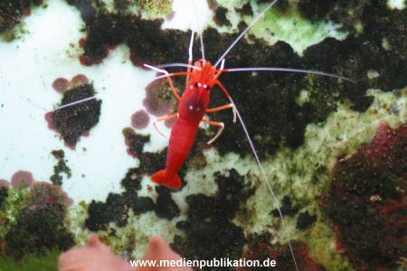hagenbeck 05 03 045