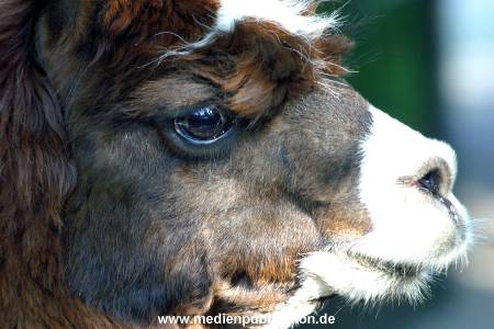 hagenbeck 05 03 031