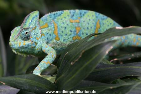 Hagenbeck 24072010 008