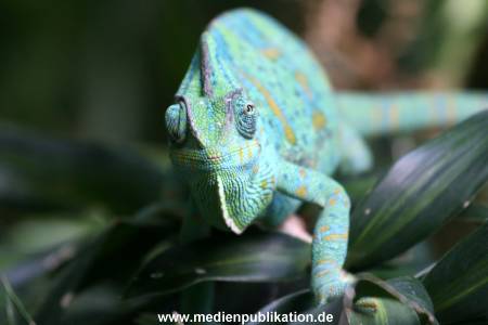 Hagenbeck 24072010 010