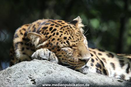 Hagenbeck 26102014 019