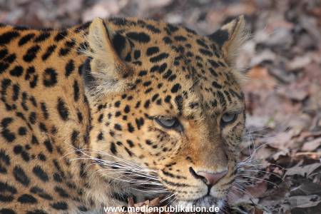 Hagenbeck 09032014 017
