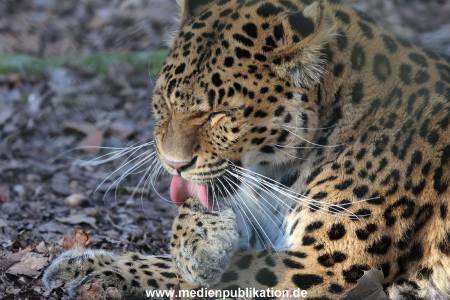 Hagenbeck 09032014 018