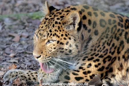 Hagenbeck 09032014 019