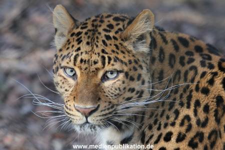 Hagenbeck 09032014 020
