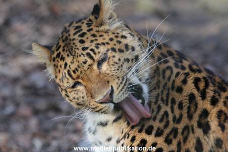 Hagenbeck 09032014 021
