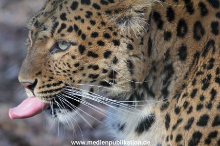 Hagenbeck 09032014 022