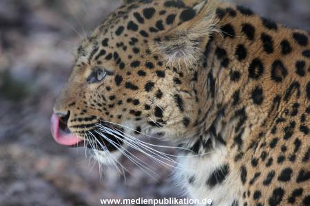 Hagenbeck 09032014 023
