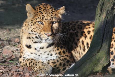 Hagenbeck 09032014 024