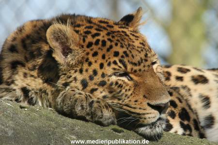 Hagenbeck 09032014 025