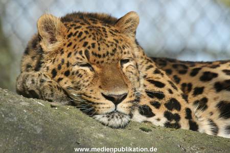 Hagenbeck 09032014 027