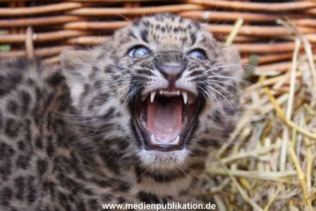 Rakers Hagenbeck 08042009 065