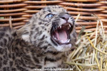 Rakers Hagenbeck 08042009 066