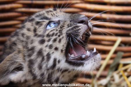 Rakers Hagenbeck 08042009 069