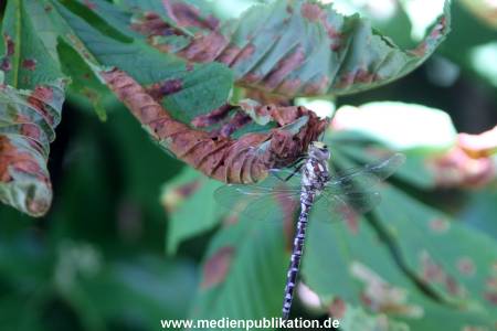 Libelle 19082012 001