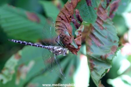 Libelle 19082012 002