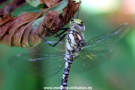 Libelle 19082012 003
