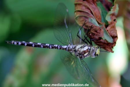 Libelle 19082012 004