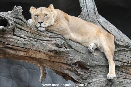 Hagenbeck 01082015 055