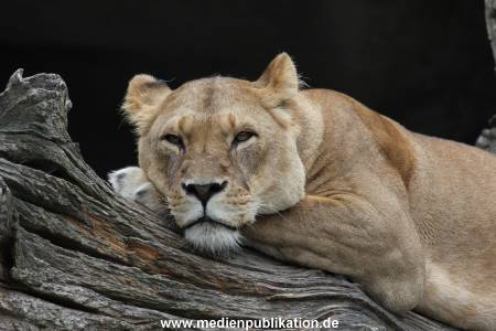 Hagenbeck 01082015 056