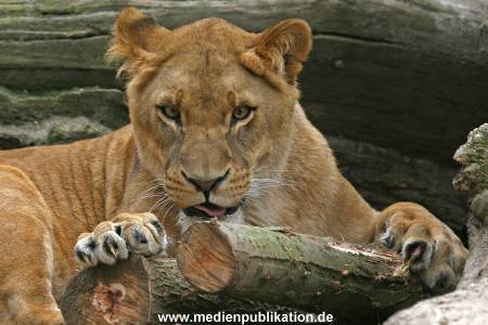 Hagenbeck 042010 015