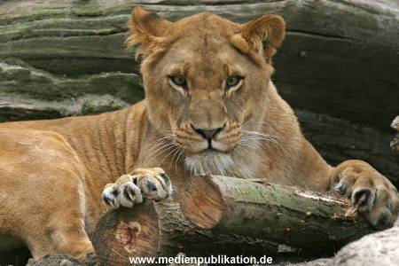 Hagenbeck 042010 016