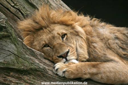 Hagenbeck 042010 017