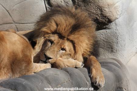 Hagenbeck 09032014 010